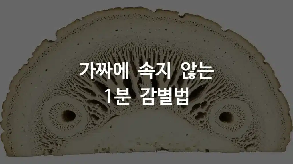 녹용 단면