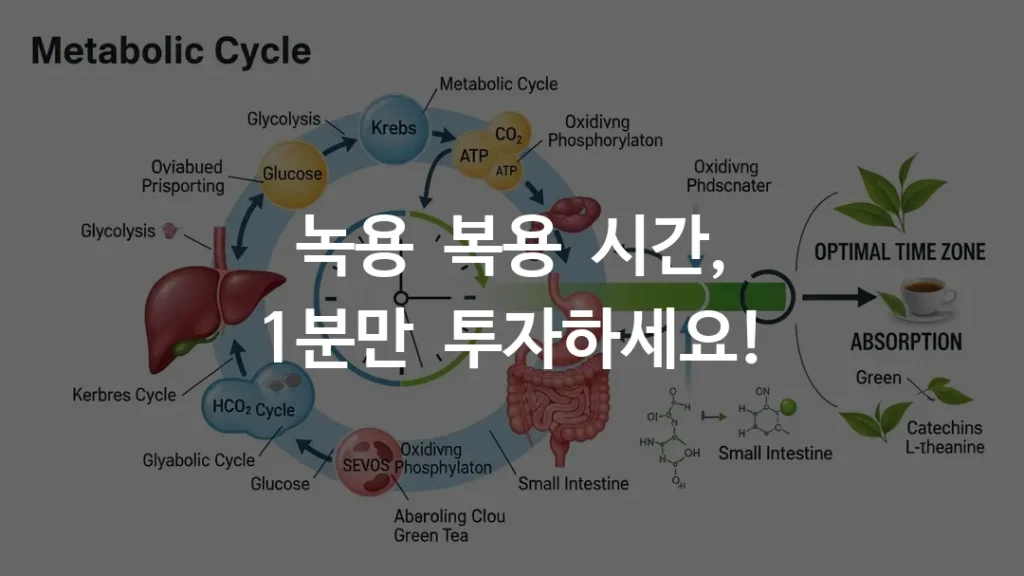 인체 대사 주기와 녹용 성분 흡수 최적화 시간대 시각화 차트