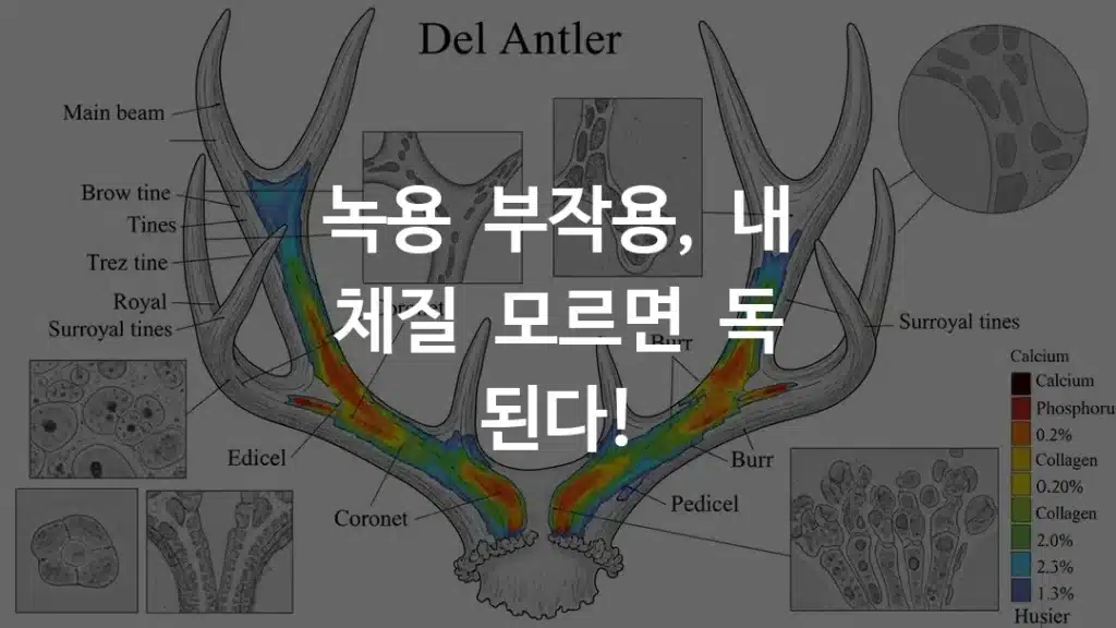 녹용의 부위별 명칭과 핵심 성분 분포도 자료