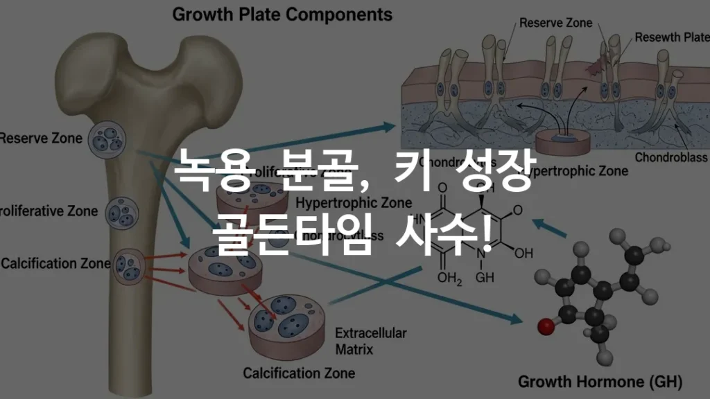 성장판의 위치와 생장점 성분이 성장 호르몬에 미치는 영향 도식화